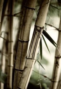 Umwelt - Soorce arbeitet CO2 neutral
