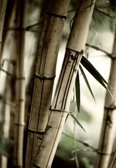 Umwelt - Soorce arbeitet CO2 neutral